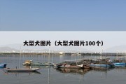 大型犬图片（大型犬图片100个）
