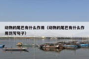 动物的尾巴有什么作用（动物的尾巴有什么作用仿写句子）
