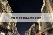 中型犬（中型犬品种大全图片）