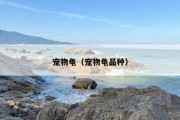宠物龟（宠物龟品种）