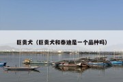 巨贵犬（巨贵犬和泰迪是一个品种吗）