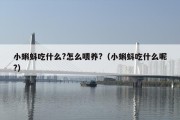 小蝌蚪吃什么?怎么喂养?（小蝌蚪吃什么呢?）