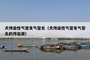 犬传染性气管支气管炎（犬传染性气管支气管炎的传染源）