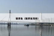 银斧鱼（银斧鱼饲养）