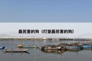 最厉害的狗（打架最厉害的狗）