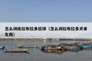 怎么训练拉布拉多捡球（怎么训拉布拉多犬拿东西）