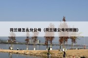 荷兰猪怎么分公母（荷兰猪公母对照图）