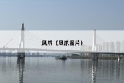 凤爪（凤爪图片）