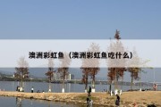 澳洲彩虹鱼（澳洲彩虹鱼吃什么）