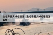 金毛寻回犬掉毛程度（金毛寻回犬掉毛程度怎么样）
