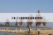 鳉鱼（鳉鱼能和孔雀鱼混养吗）