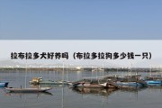 拉布拉多犬好养吗（布拉多拉狗多少钱一只）