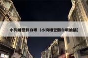 小狗睡觉翻白眼（小狗睡觉翻白眼抽搐）