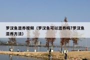 罗汉鱼混养视频（罗汉鱼可以混养吗?罗汉鱼混养方法）