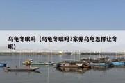 乌龟冬眠吗（乌龟冬眠吗?家养乌龟怎样让冬眠）
