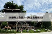 辣椒红龙鱼图片（红龙鱼辣椒红）