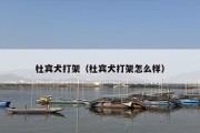 杜宾犬打架（杜宾犬打架怎么样）