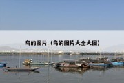 鸟的图片（鸟的图片大全大图）