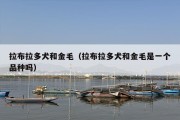 拉布拉多犬和金毛（拉布拉多犬和金毛是一个品种吗）