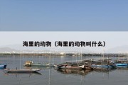 海里的动物（海里的动物叫什么）