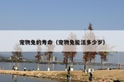 宠物兔的寿命（宠物兔能活多少岁）