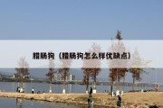 腊肠狗（腊肠狗怎么样优缺点）