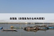 白饭鱼（白饭鱼为什么叫大捞家）