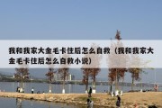 我和我家大金毛卡住后怎么自救（我和我家大金毛卡住后怎么自救小说）