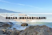 新疆大头鱼（新疆大头鱼是什么类动物）