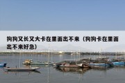 狗狗又长又大卡在里面出不来（狗狗卡在里面出不来好急）