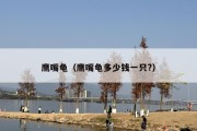 鹰嘴龟（鹰嘴龟多少钱一只?）
