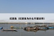 红箭鱼（红箭鱼为什么不建议养）