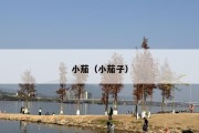 小茄（小茄子）