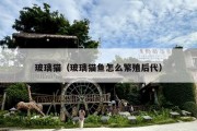 玻璃猫（玻璃猫鱼怎么繁殖后代）