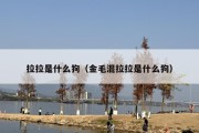 拉拉是什么狗（金毛混拉拉是什么狗）