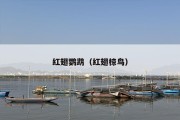 红翅鹦鹉（红翅椋鸟）