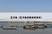 王子鱼（王子鱼的寿命有多长）