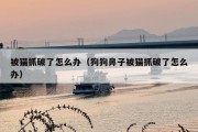 被猫抓破了怎么办（狗狗鼻子被猫抓破了怎么办）