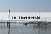 鳀鱼（鳀鱼在中国叫什么鱼）