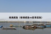 非洲虎鱼（非洲虎鱼vs巨骨舌鱼）