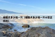 蝴蝶犬多少钱一只（蝴蝶犬多少钱一只小型正宗的）