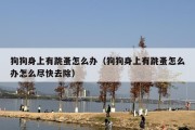 狗狗身上有跳蚤怎么办（狗狗身上有跳蚤怎么办怎么尽快去除）