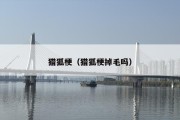 猎狐梗（猎狐梗掉毛吗）