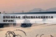 喜玛拉雅白头蛇（喜玛拉雅白头蛇是国家几级保护动物）