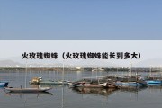 火玫瑰蜘蛛（火玫瑰蜘蛛能长到多大）