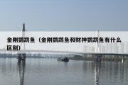 金刚鹦鹉鱼（金刚鹦鹉鱼和财神鹦鹉鱼有什么区别）