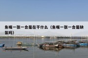 鱼嘴一张一合是在干什么（鱼嘴一张一合是缺氧吗）