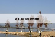 可卡（可卡布犬的图片）