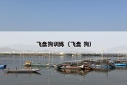 飞盘狗训练（飞盘 狗）