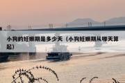 小狗的妊娠期是多少天（小狗妊娠期从哪天算起）
